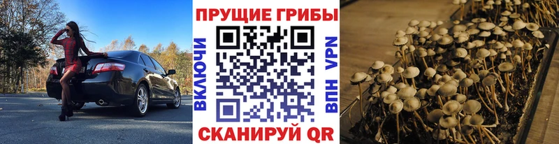 наркошоп  Пугачёв  Псилоцибиновые грибы Cubensis 